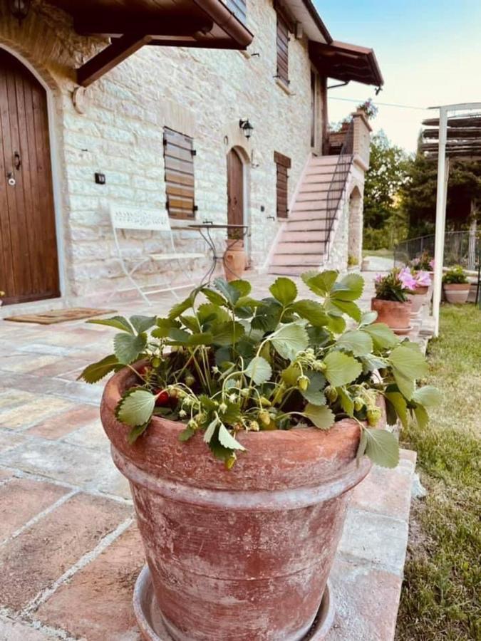 Serra SantʼAbbondio B&B Il Poggetto מראה חיצוני תמונה