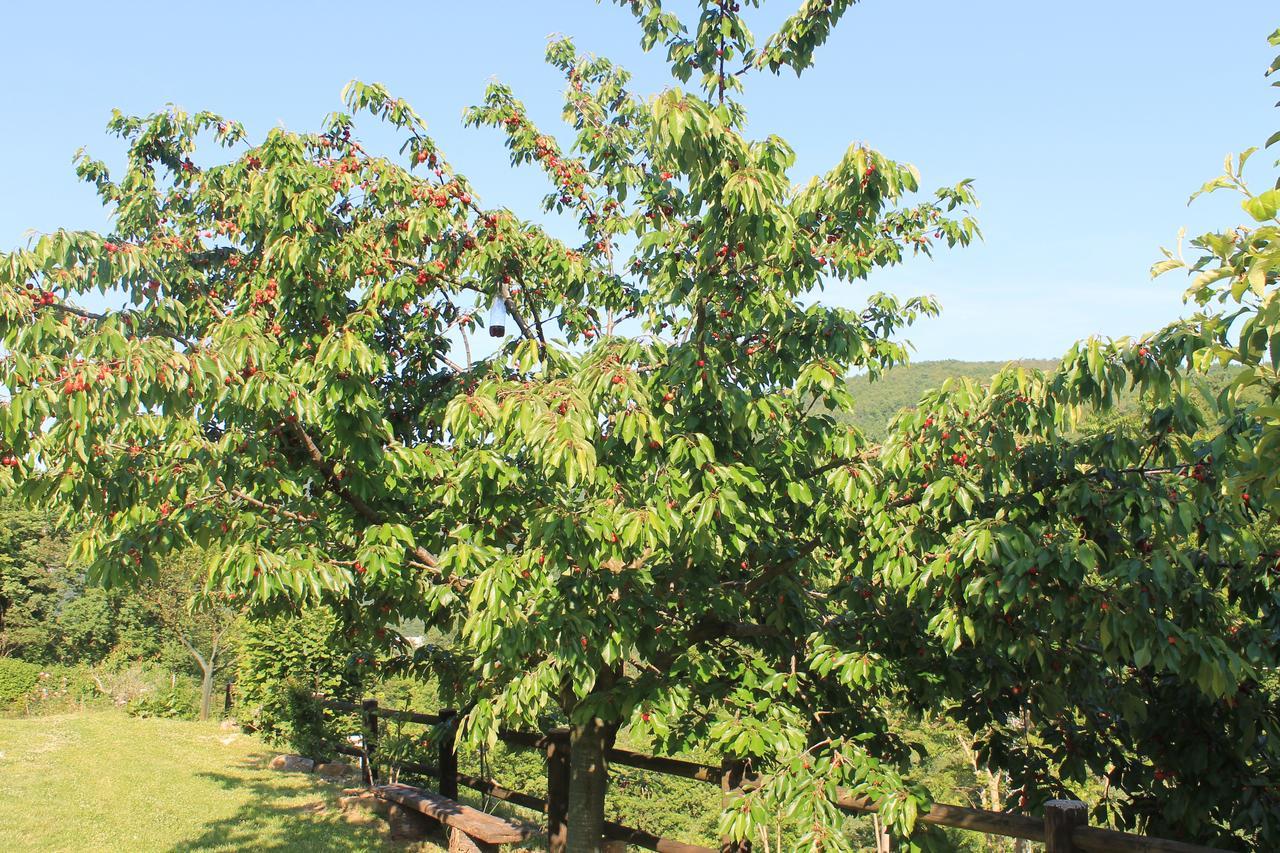 Serra SantʼAbbondio B&B Il Poggetto מראה חיצוני תמונה